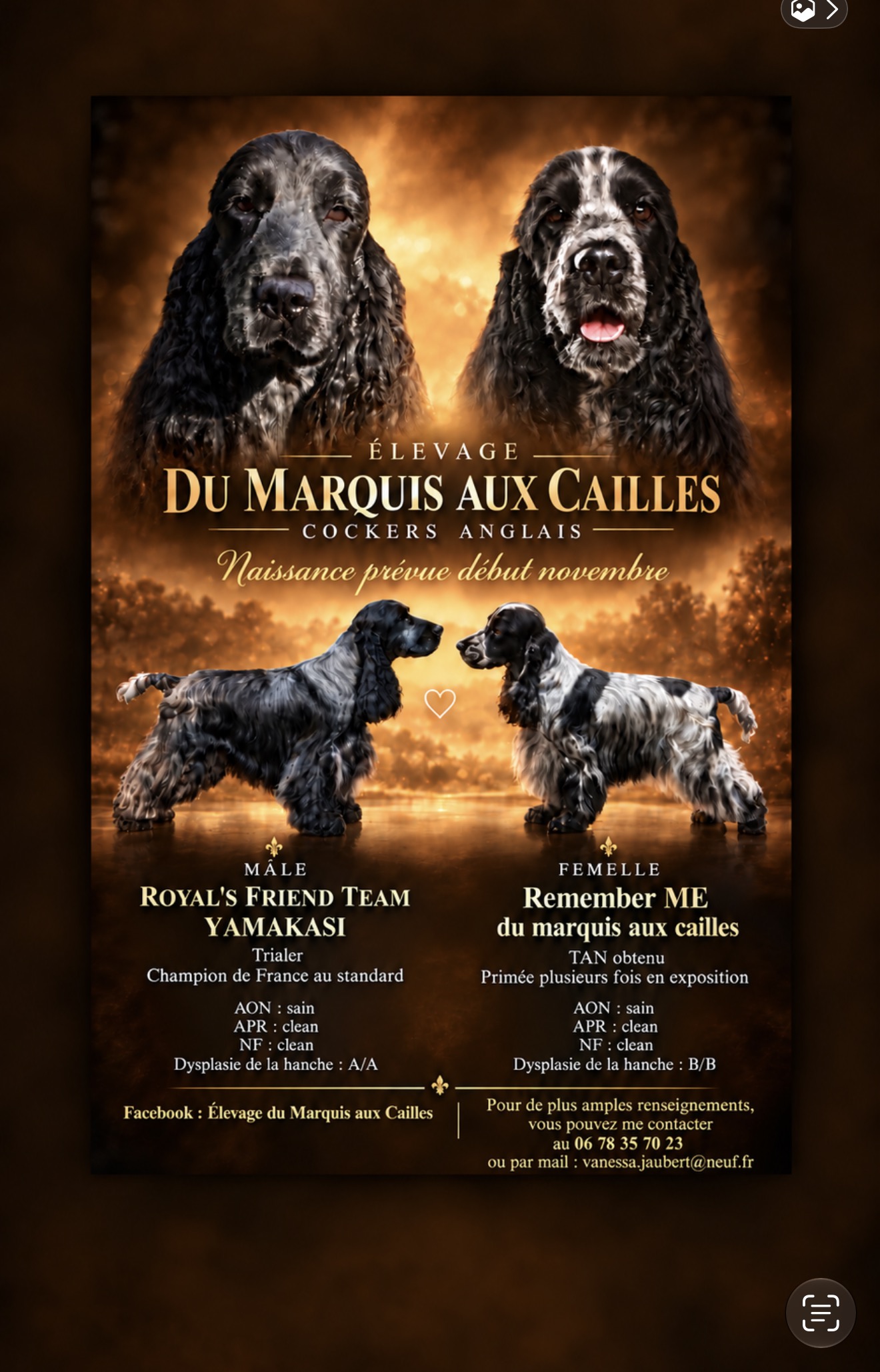 Affiche de la portée de Royal’s Friend Team Yamakasi et Remember Me du Marquis aux Cailles, naissance prévue début novembre